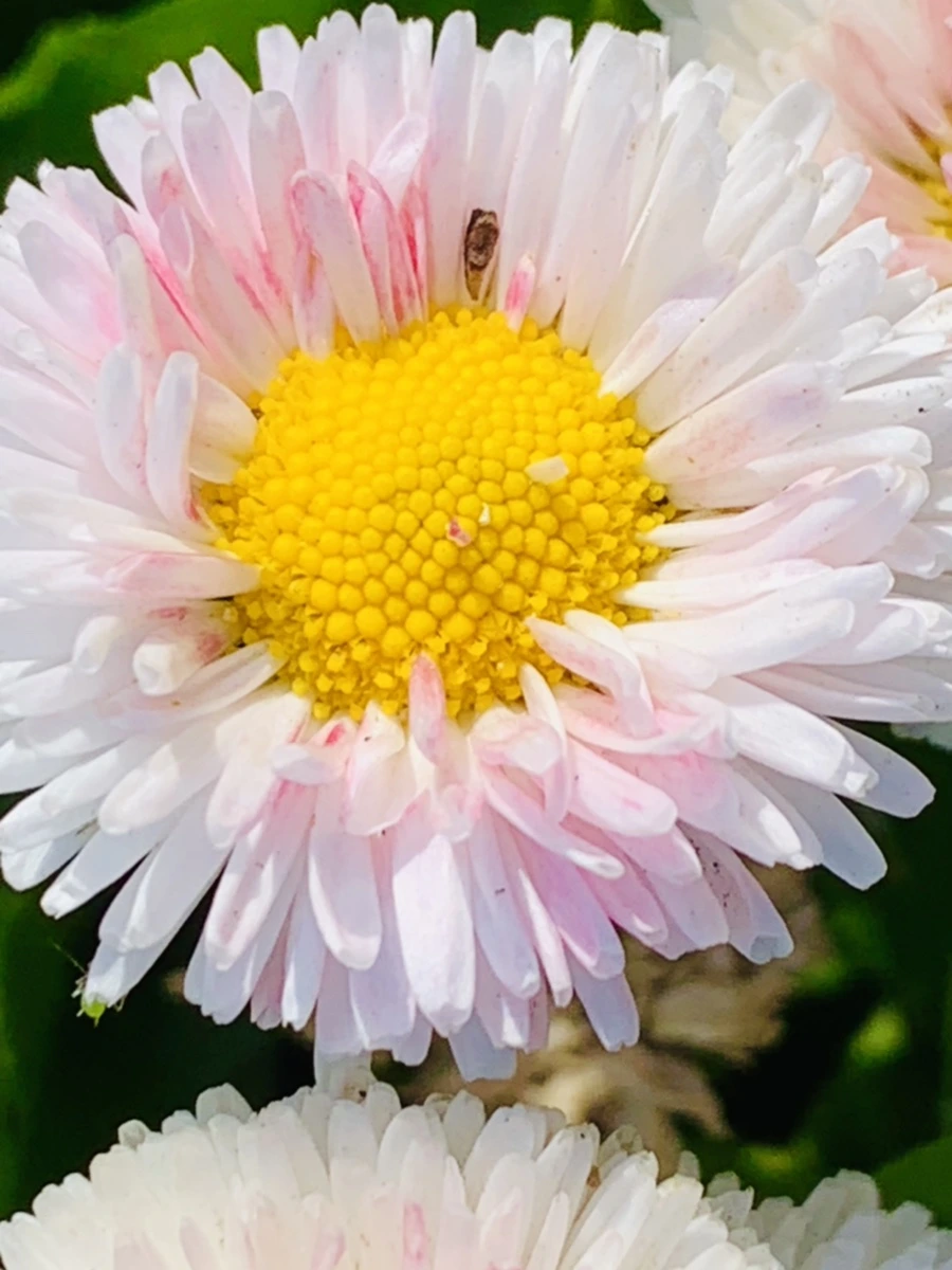 IMG_1107.jpg?type=w966