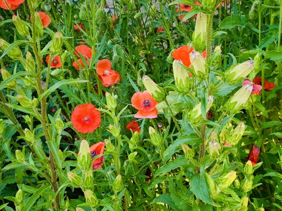 IMG_3493.jpg?type=w966