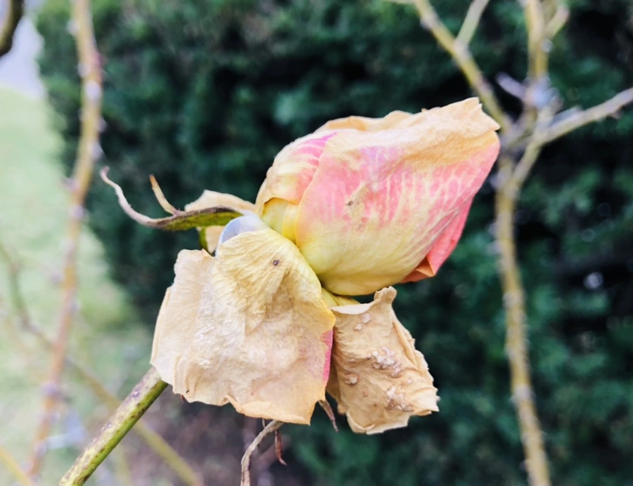 IMG_9060.jpg?type=w966