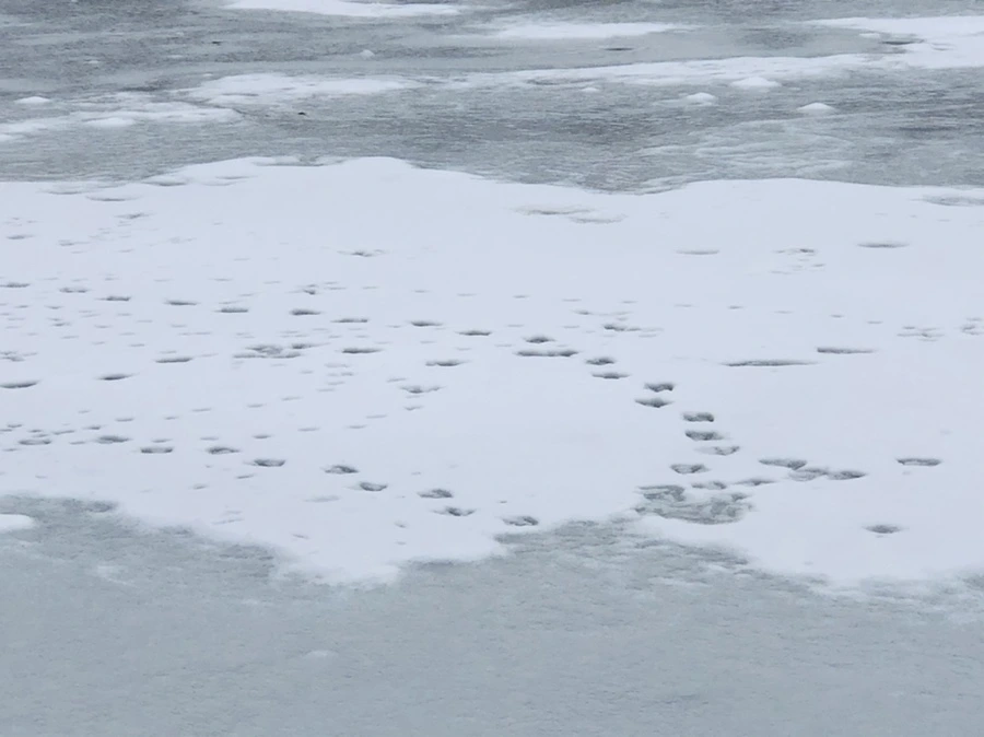 IMG_1528.jpg?type=w966