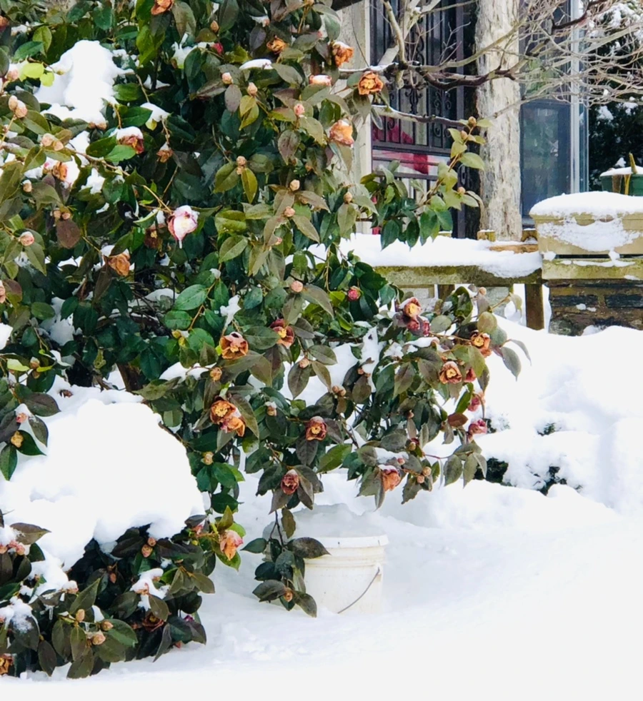 IMG_9071.jpg?type=w966