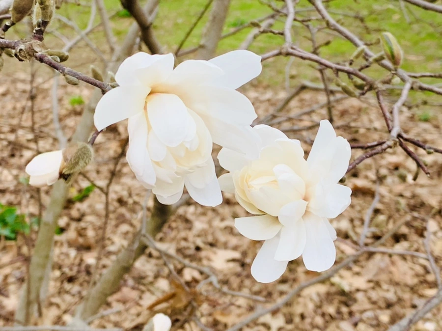 IMG_6023.jpg?type=w966