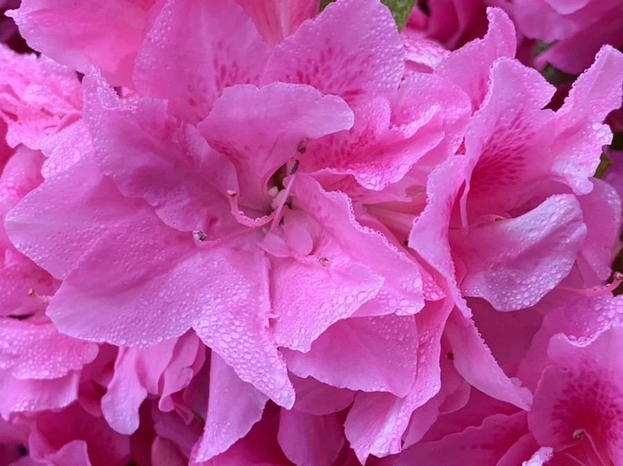 IMG_9682.jpg?type=w966