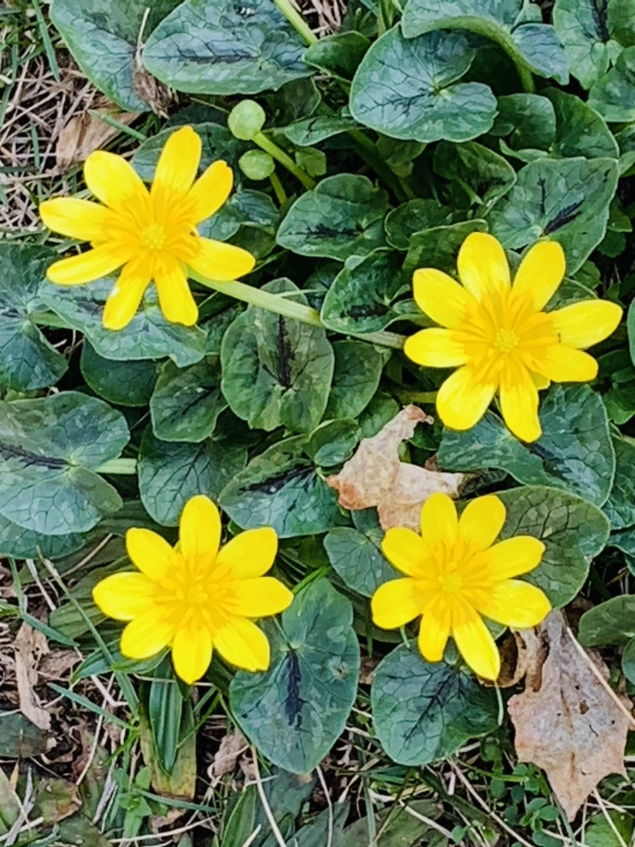 IMG_4535.jpg?type=w966