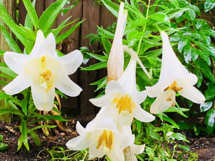 IMG_2770.jpg?type=w966