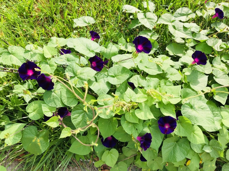 IMG_4266.jpg?type=w966