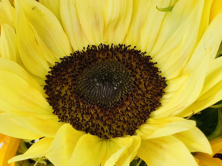 IMG_6650.jpg?type=w966