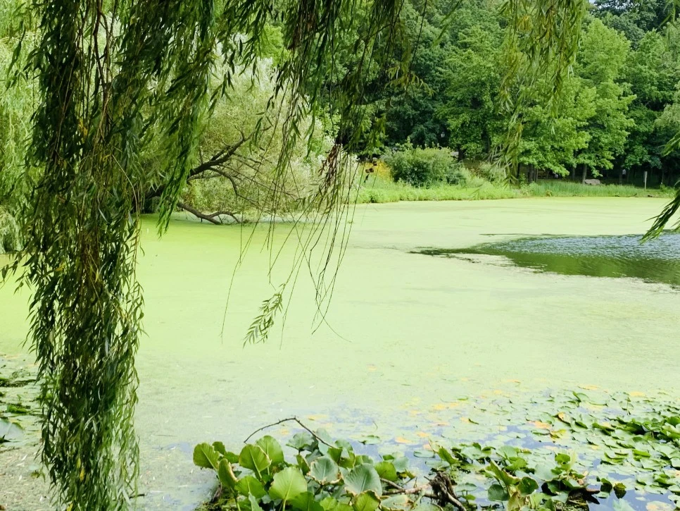 IMG_1290.jpg?type=w966