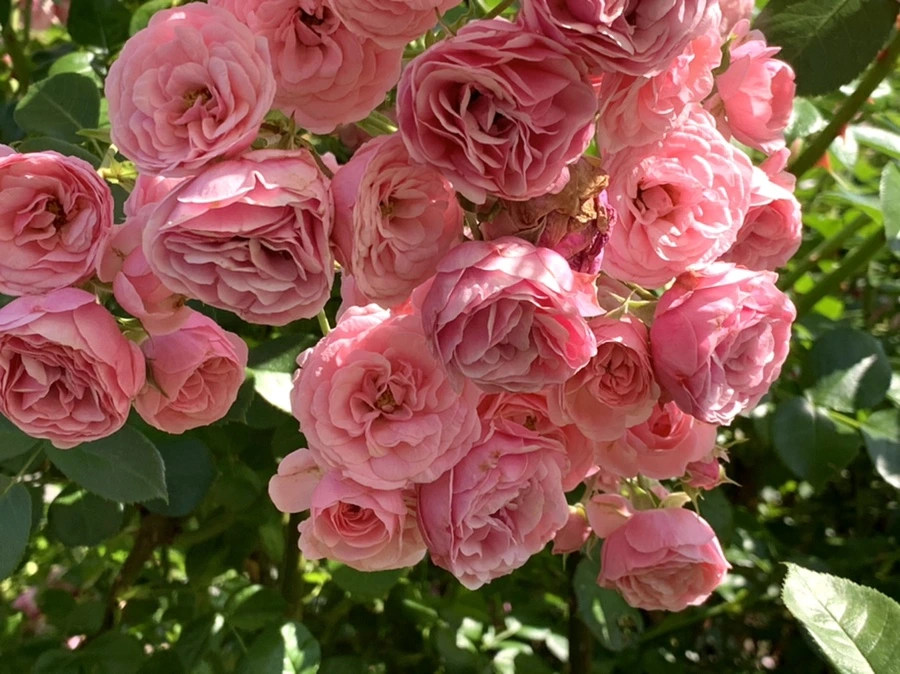 IMG_3153.jpg?type=w966