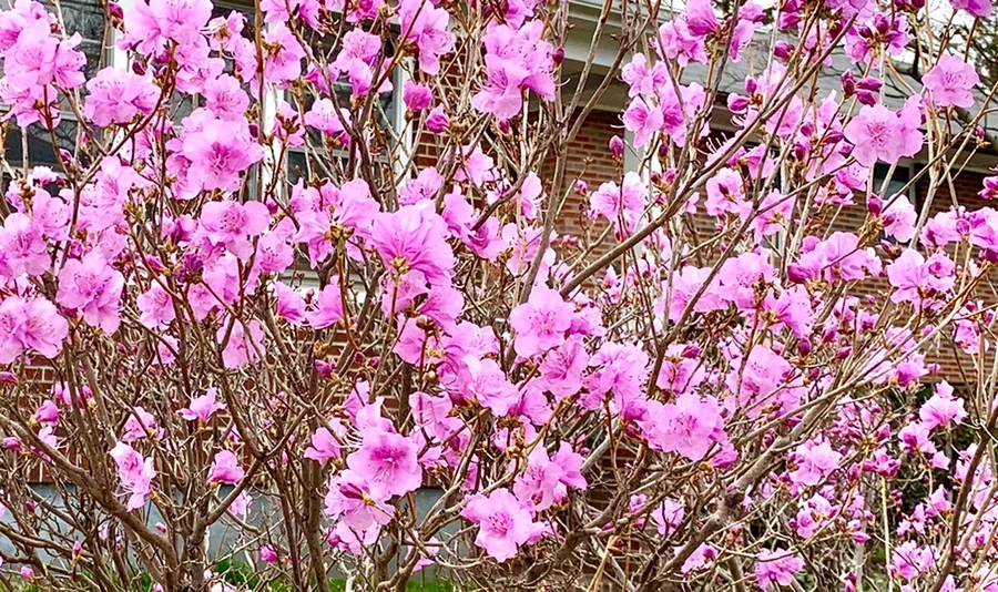 IMG_4676.jpg?type=w966