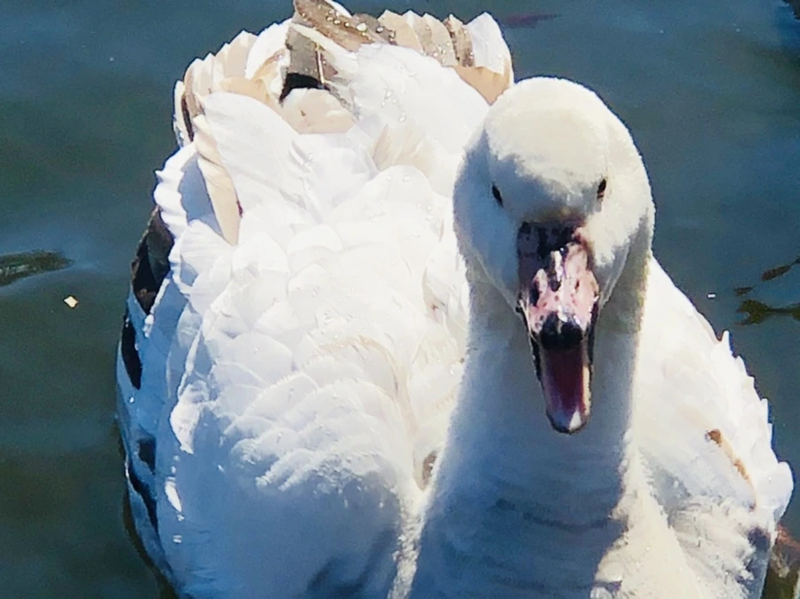 IMG_5220.jpg?type=w966