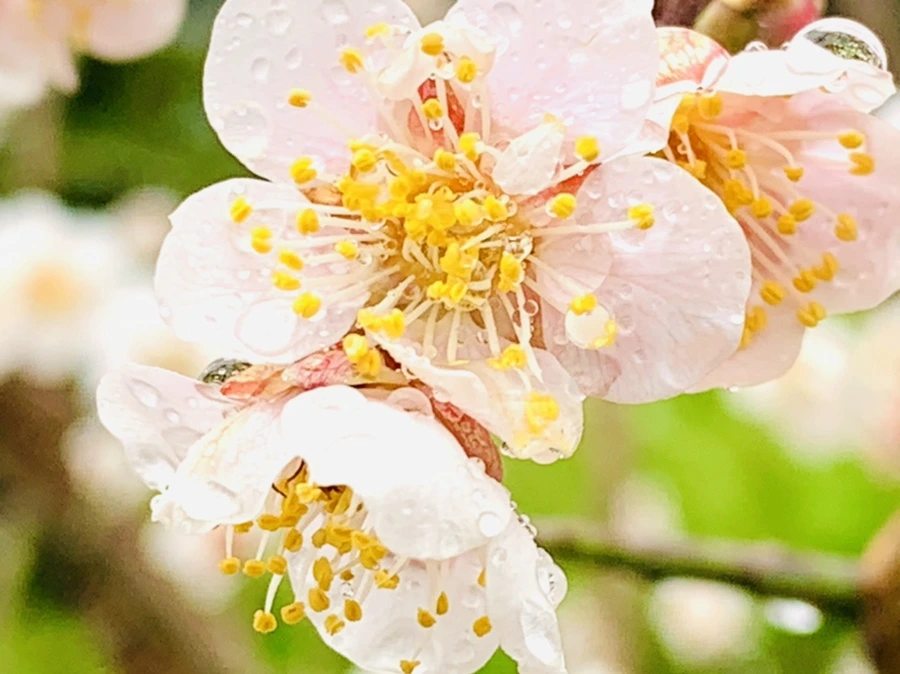 IMG_1962.jpg?type=w966