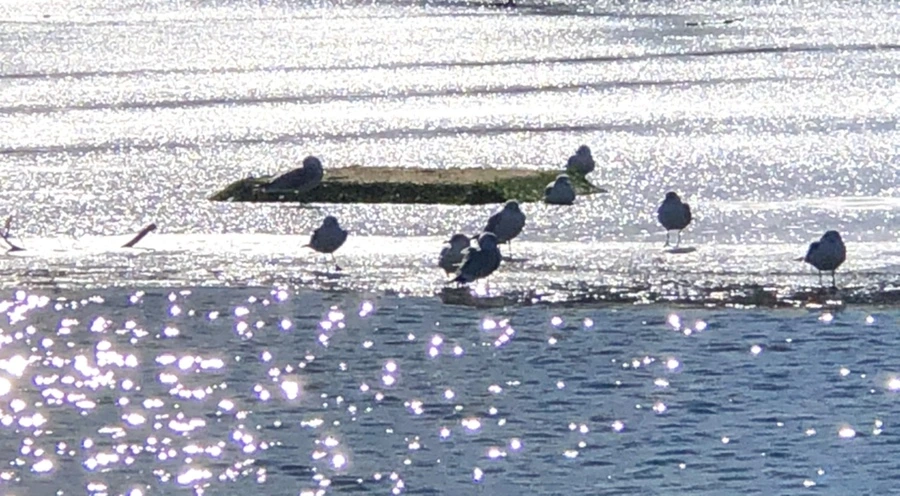 IMG_6704.jpg?type=w966