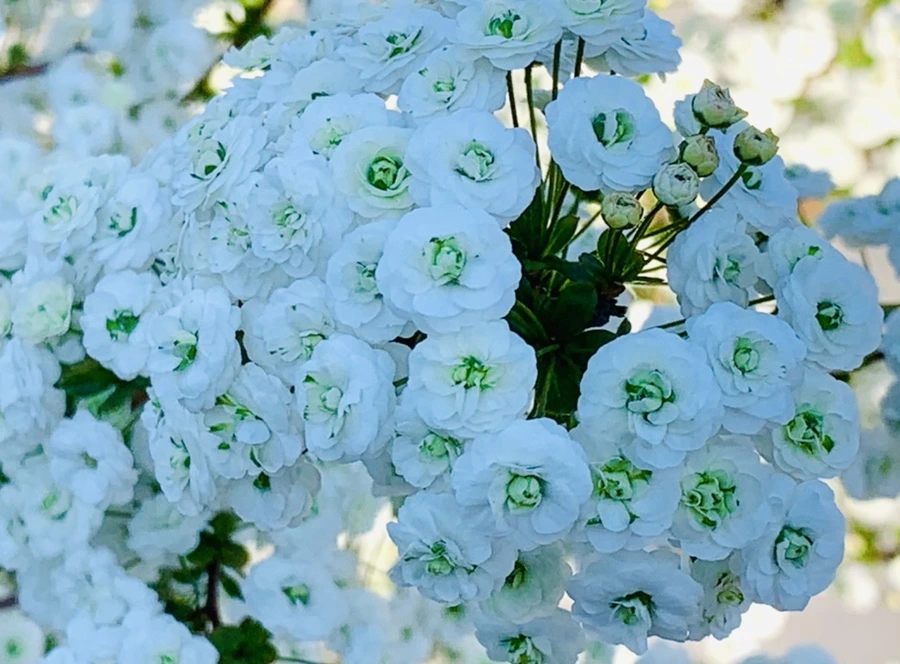 IMG_3294.jpg?type=w966