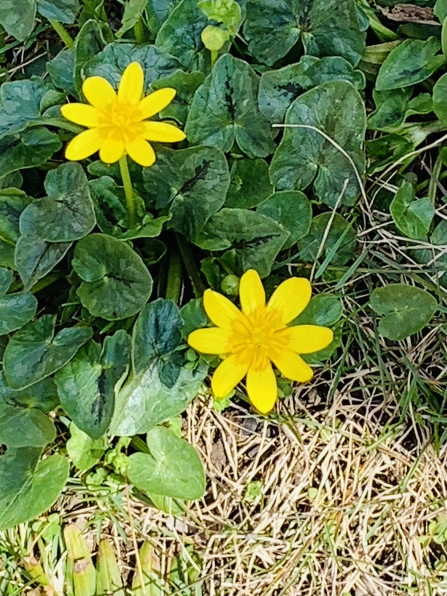 IMG_4536.jpg?type=w966