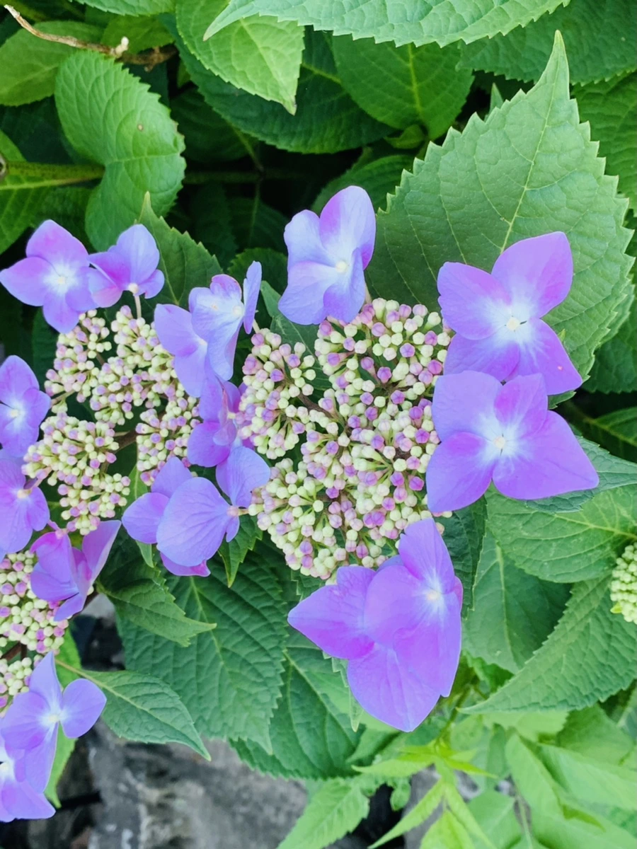 IMG_4779.jpg?type=w966