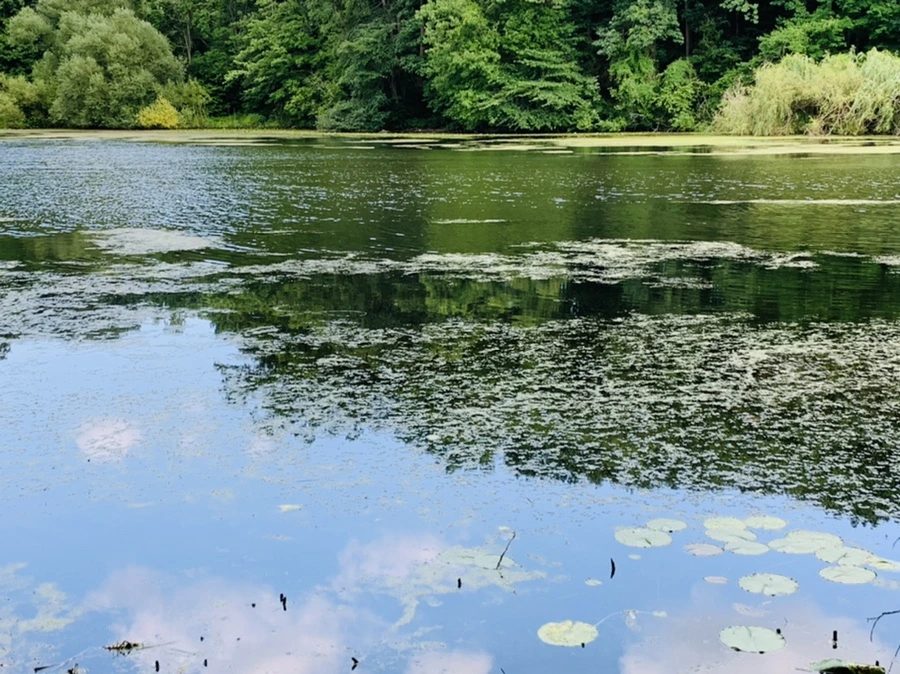 IMG_7542.jpg?type=w966