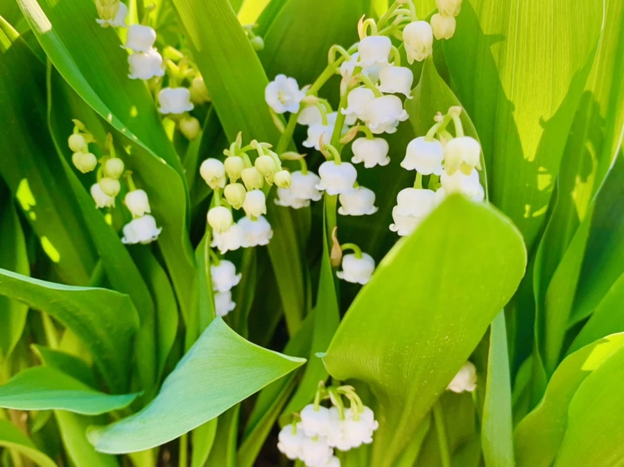 IMG_8441.jpg?type=w966