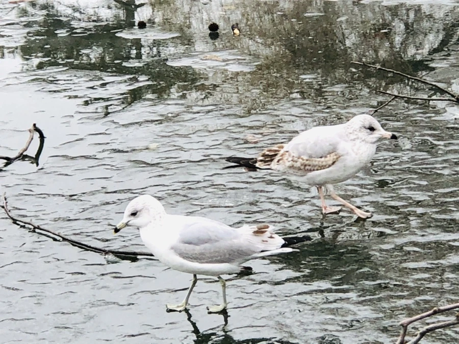 IMG_3155.jpg?type=w966