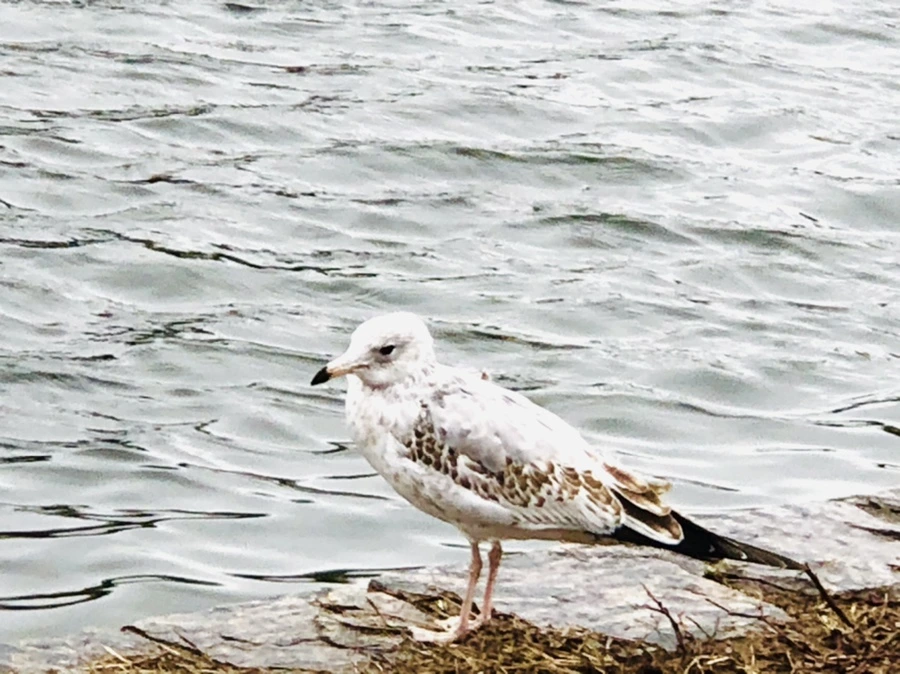 IMG_8120.jpg?type=w966