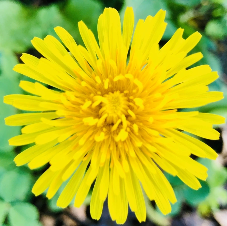 IMG_8325.jpg?type=w966