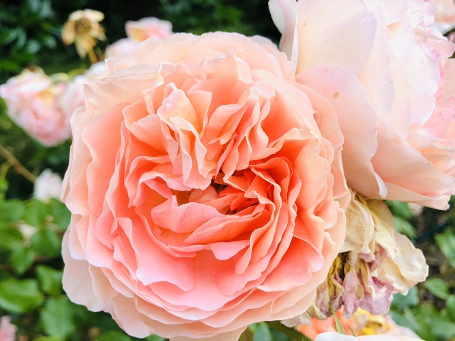 IMG_8719.jpg?type=w966