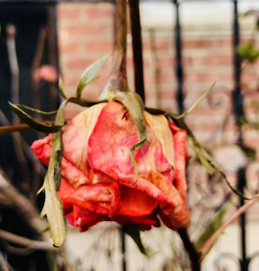 IMG_8760.jpg?type=w966