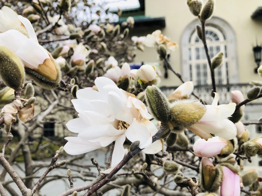 IMG_1970.jpg?type=w966