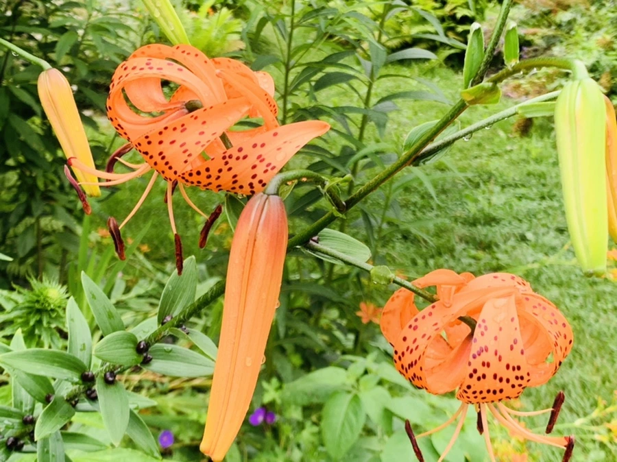 IMG_1107.jpg?type=w966