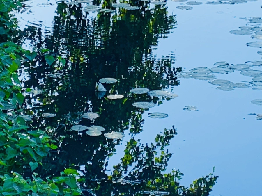 IMG_4303.jpg?type=w966