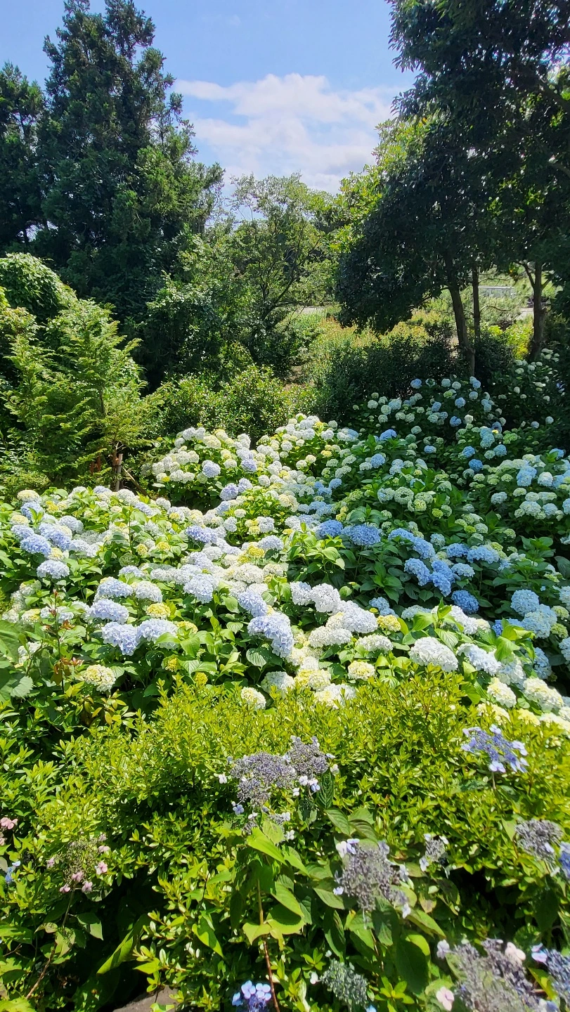 1655548726370.jpg?type=w1