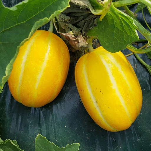 ?src=http%3A%2F%2Fshop1.phinf.naver.net%2F20210615_235%2F1623727448169NgApP_JPEG%2F3010710761_0_600_20210511110031.jpg&type=sc960_832