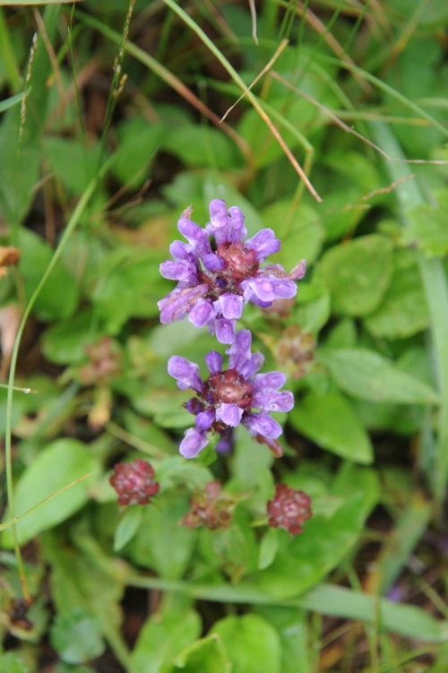 20160720002816_0_99_20160721140528.jpg?type=w540