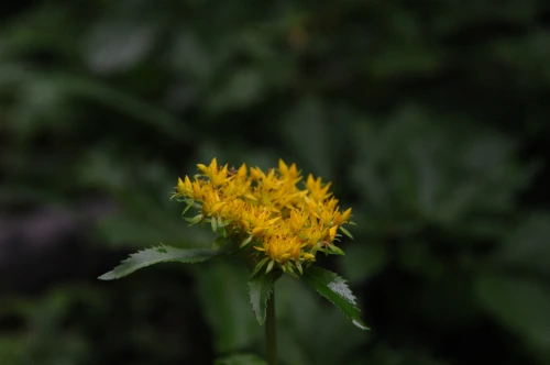 20160720002818_0_99_20160721140528.jpg?type=w540