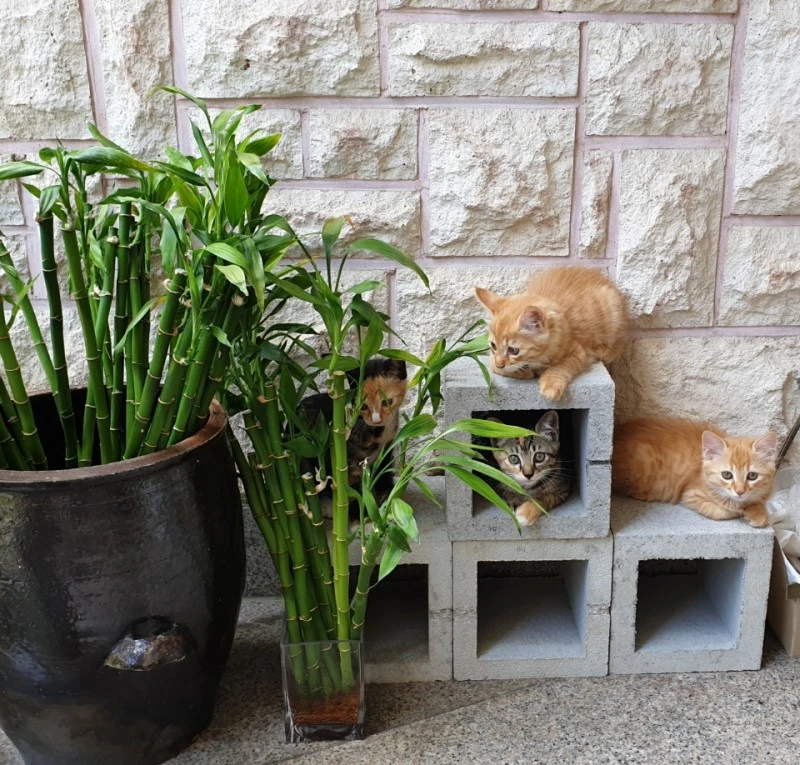 %EC%95%B5%EB%A5%99%EC%9D%B46.jpg?type=w800