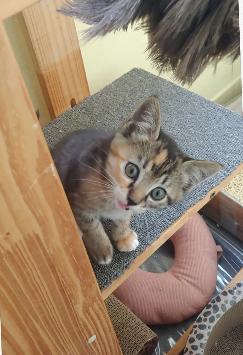 SE-1ff6ca35-a059-4a70-9fa1-84065381049a.jpg?type=w800