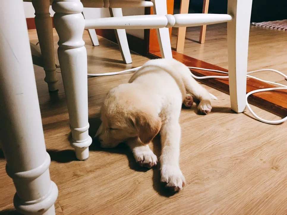 IMG_5275.JPG?type=w966