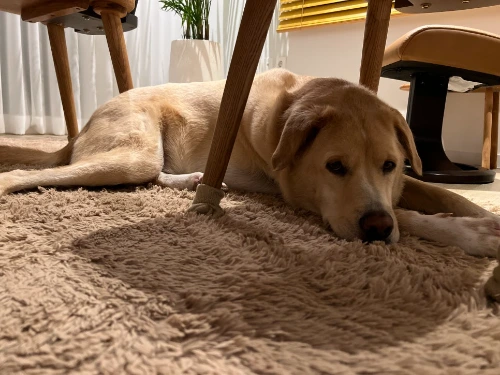 IMG_1247.JPG?type=w966