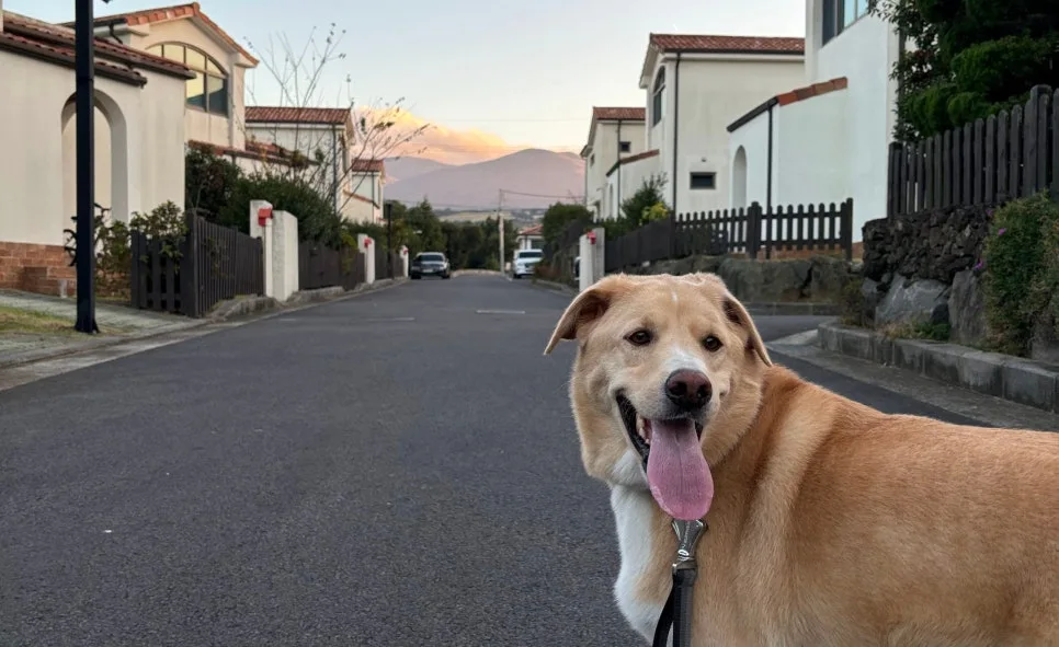 SE-a502af15-0d07-4b87-8088-4b325fbba3f3.jpg?type=w966