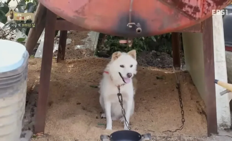 %EC%8B%9C%EA%B3%A8%EA%B0%9C_1%EB%AF%B8%ED%84%B0%EC%9D%98%EC%82%B6.jpg?type=w966