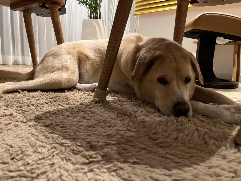 IMG_1247.JPG?type=w773