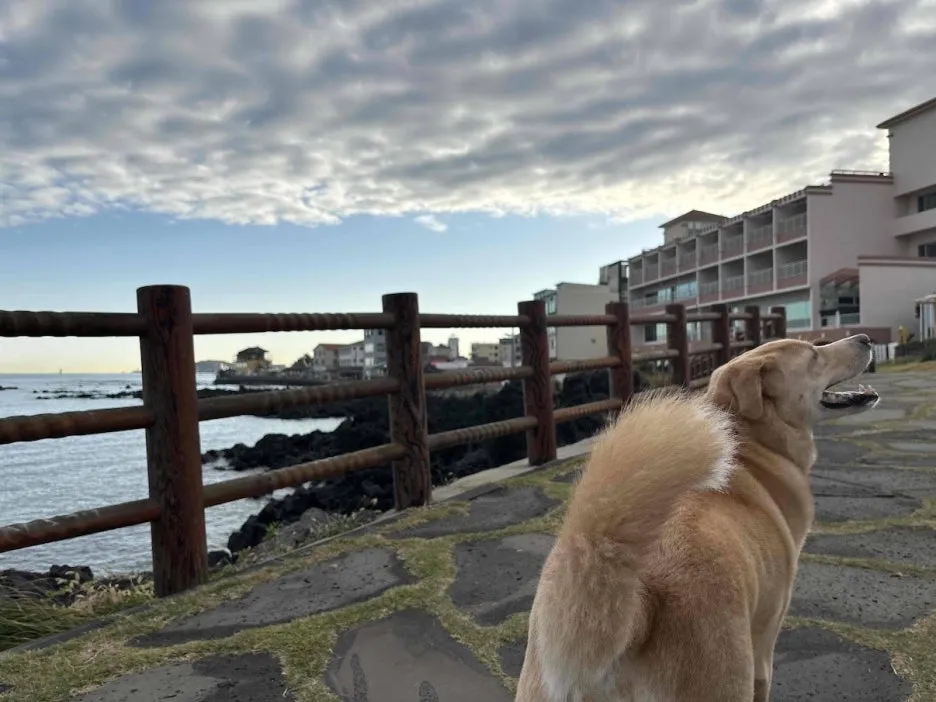 %ED%95%98%EB%8A%98_%EB%B3%B4%EB%8A%94_%EB%98%90%EB%B3%B5%EC%9D%B4.JPG?type=w1