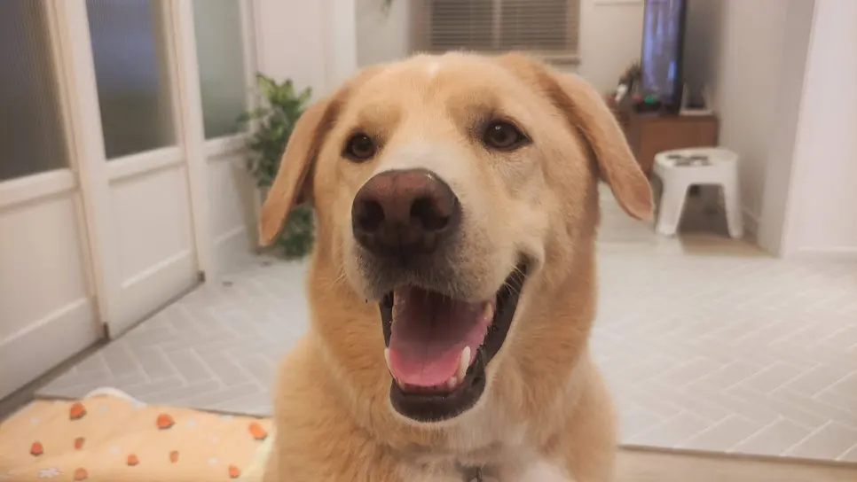 IMG_20230829_200913_(1).jpg?type=w966