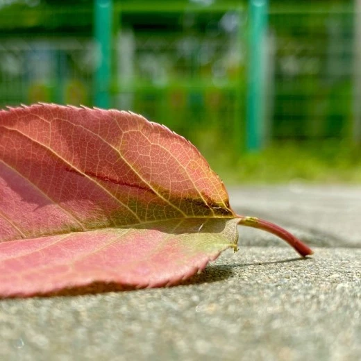 0_7ihUd018svc17ax9vefbrh3o_avjrcv.jpeg?type=w520