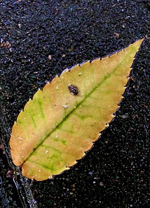 8_6idUd018svc1xm3oo8f0q6g5_avjrcv.jpeg?type=w520