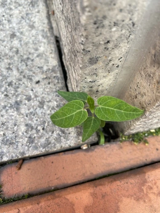 j_jigUd018svcemtk72pxc60z_avjrcv.jpeg?type=w520