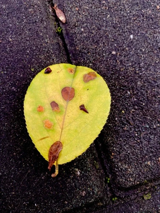 8_8idUd018svc11be7hg4drozf_avjrcv.jpeg?type=w520