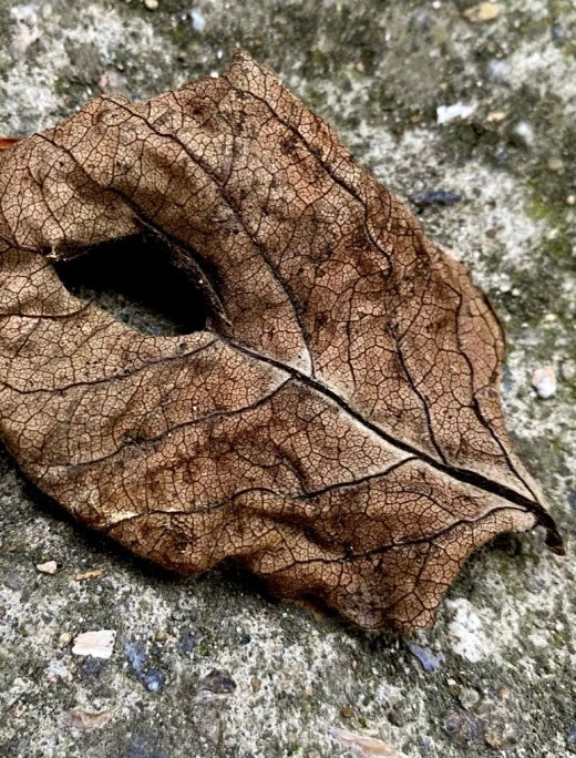 8_3idUd018svc12ha3lil9jev0_avjrcv.jpeg?type=w520