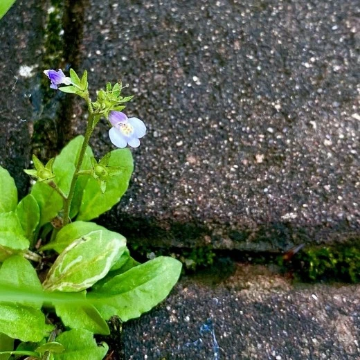 8_bj0Ud018svc1mtspoosi0qrt_avjrcv.jpeg?type=w520