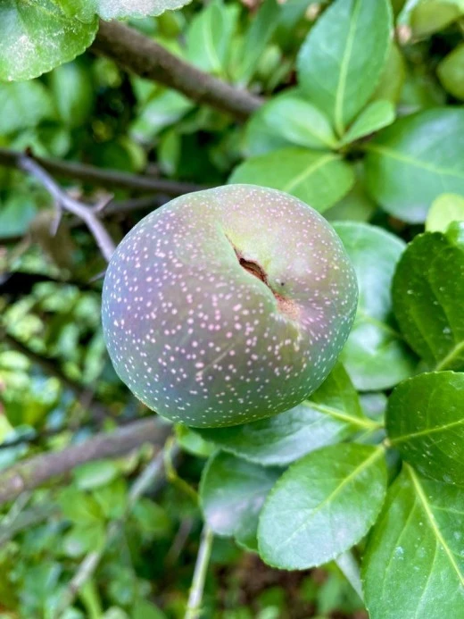 0_6ihUd018svcsuxkqod3srb7_avjrcv.jpeg?type=w520